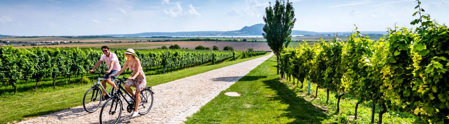 Radfahrer in den Weinbergen Sdmhrens