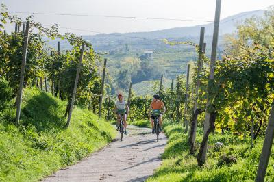 Radfahrer zwischen den Reben