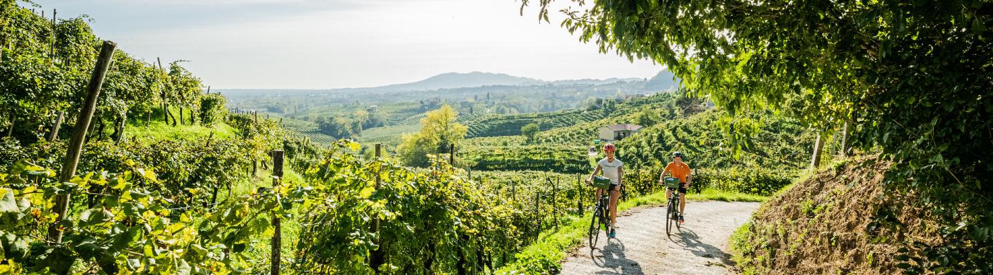 Durch die Weinberge radeln