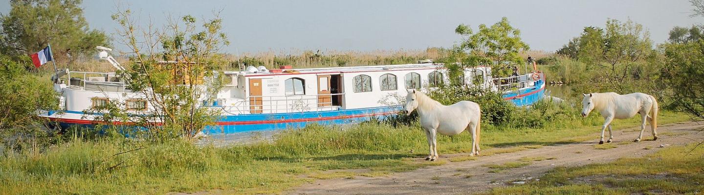 Schiff und weie Camargue-Pferde am Kanal