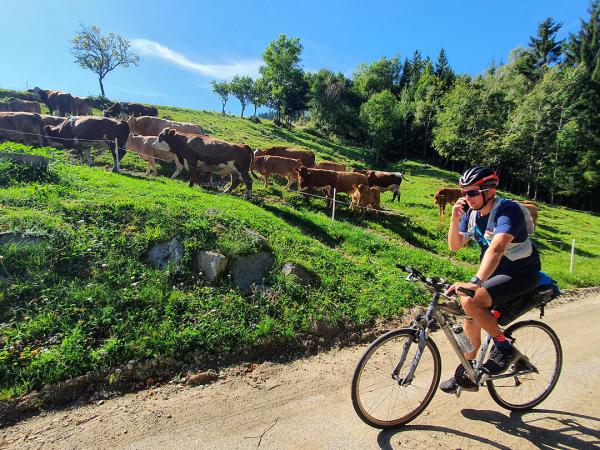 Radfahrer auf dem Weg mit Khen auf der Weide