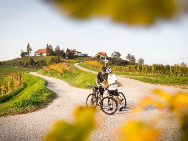 Radfahrer in den Weinbergen von Ptuj