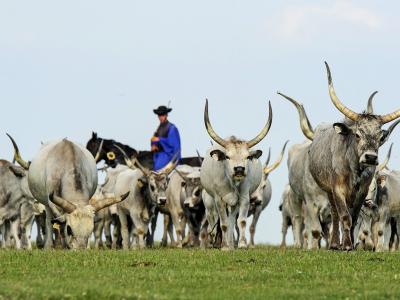 Bakodpuszta Reitershow