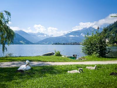 Schw?ne am Zeller See - Zell am See