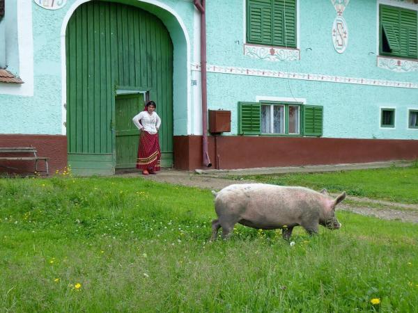 Einheimische am Bauernhof mit Schwein