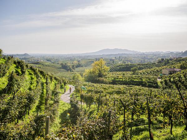 Radfahrer in den Weinbergen