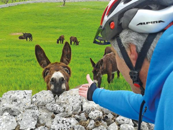 Radfahrer mit Esel