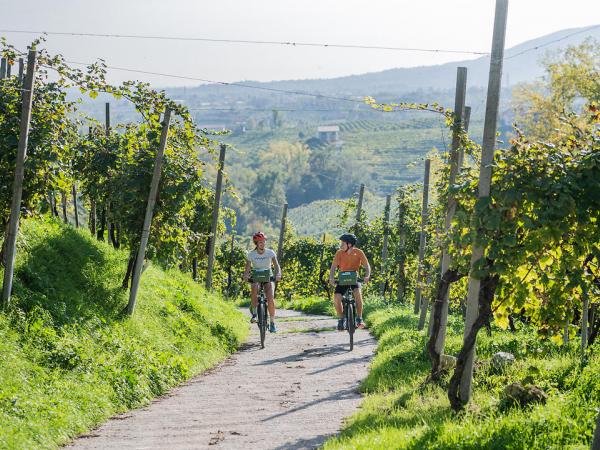 Radfahrer zwischen den Reben